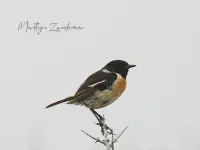 Vliegenvangers [Muscicapidae]